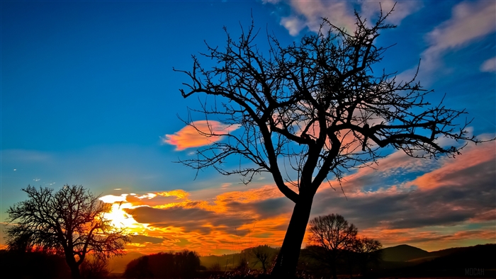 Silhouette of a tree against a sunset sky