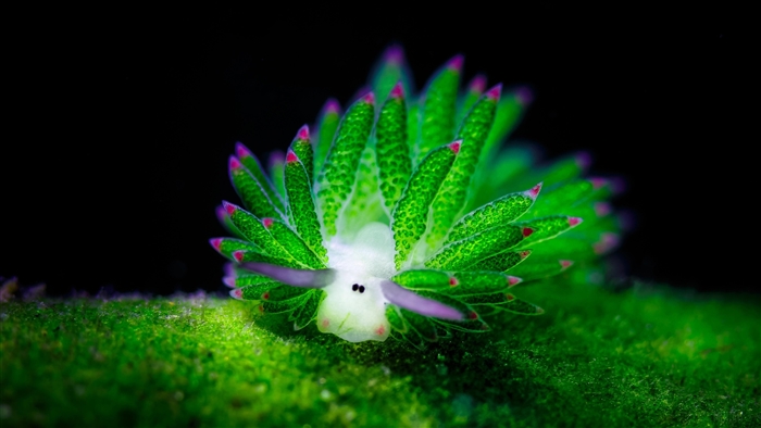 Green Nudibranchia Underwater 4K