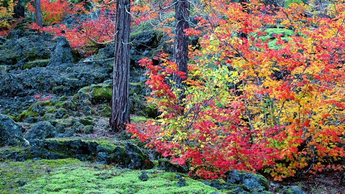 Autumn forest with colorful leaves and mossy rocks