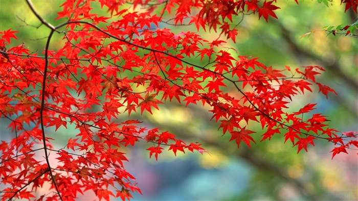 Autumn Leaves