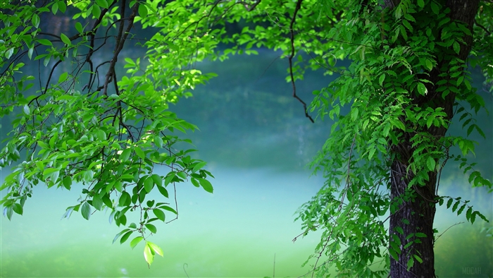 Green Tree Leaves Overlooking Water 4K