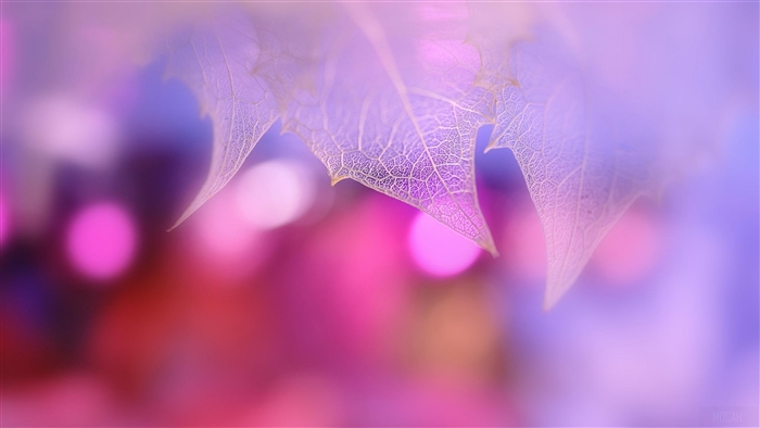 Pink Leaf Macro
