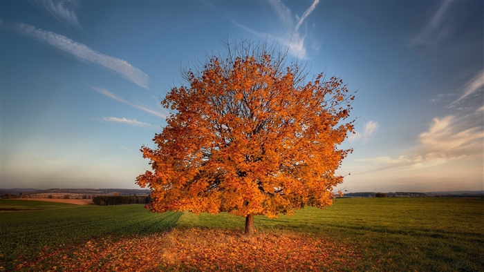 Tree in Autumn Field 4K