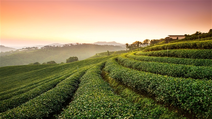 Tea Plantation Landscape