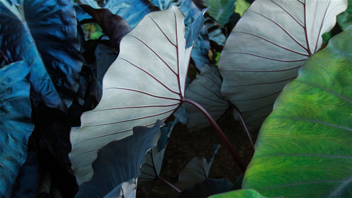 Close-up of Elephant Ear Leaves