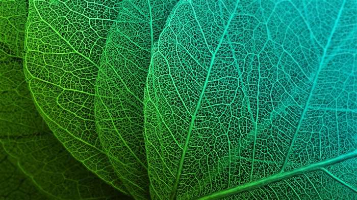 Close-up of Green and Teal Leaf Veins 4K