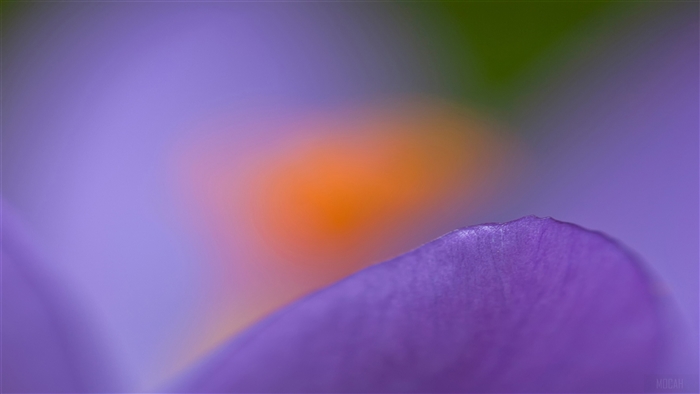 Purple Crocus Macro