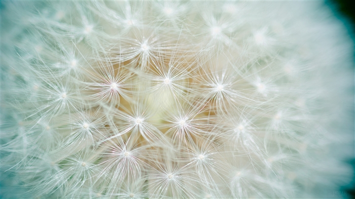 Dandelion Flower Macro