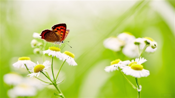 Butterfly on White Daisies 4K