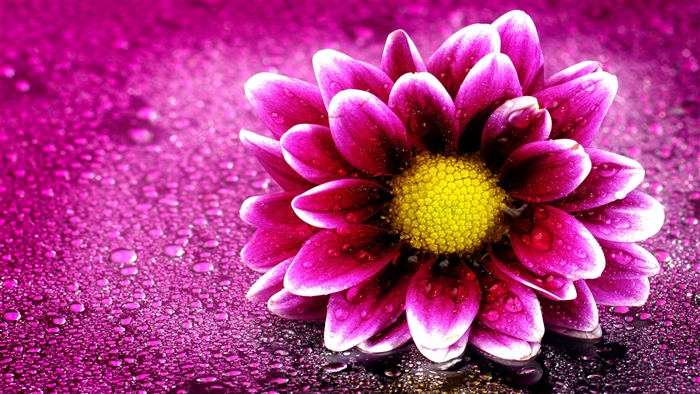 Pink Flower with Water Droplets 4K