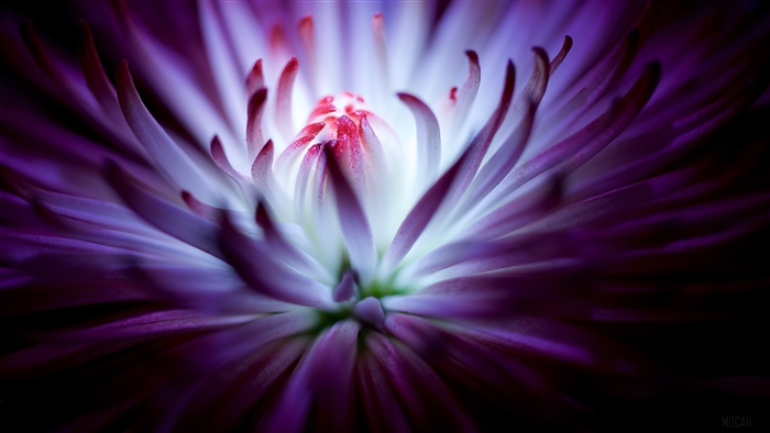 Close-up of a purple chrysanthemum flower