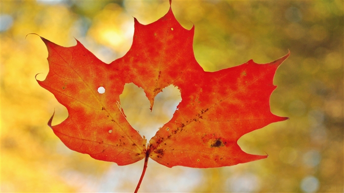 Heart-shaped hole in a red maple leaf 4K
