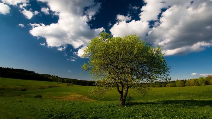 A lone tree in a green field under a cloudy sky