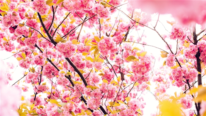 Pink Cherry Blossoms on Branches 4K