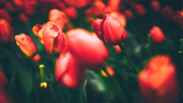 Red Tulips 4K