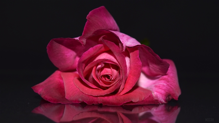 Pink Rose 4K