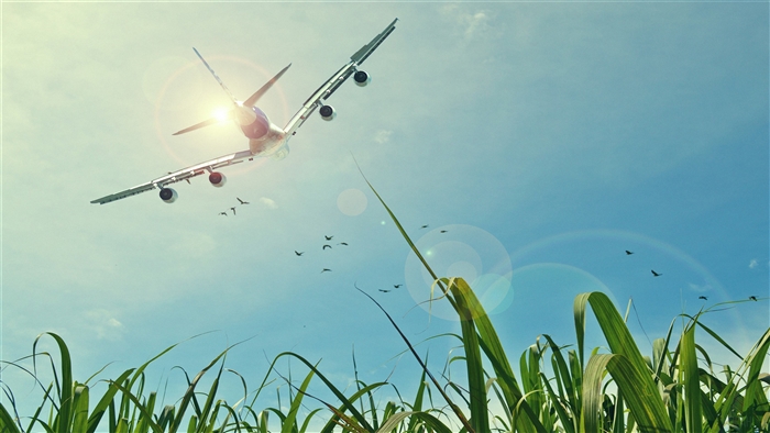 Airplane flying over sugarcane fields under the sun