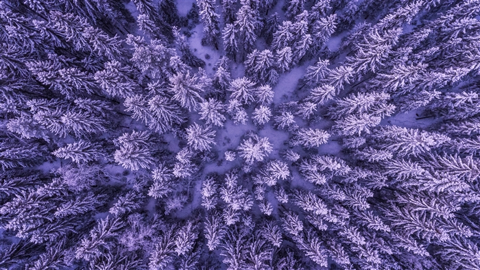 Aerial view of a snowy forest