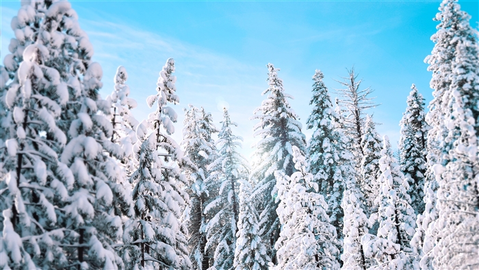 Sunny Winter Pine Trees