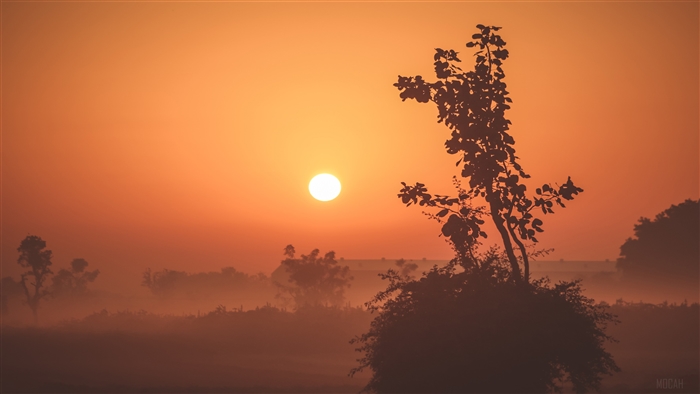Foggy Sunrise