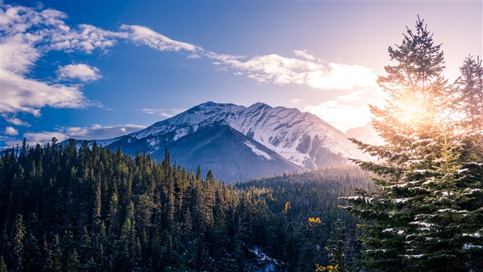 Snow-capped mountain and pine forest in Banff National Park 4K