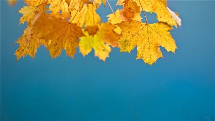 Autumn Leaves