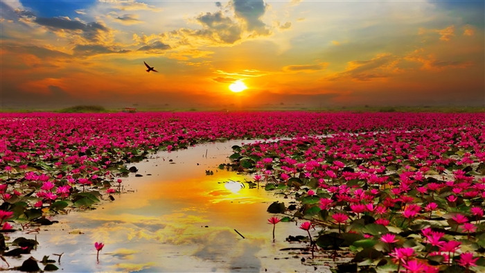Field of pink lotus flowers at sunset 4K