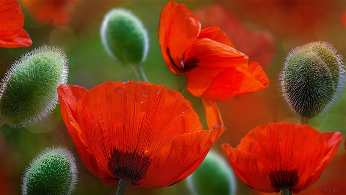 Beautiful Poppy Flowers