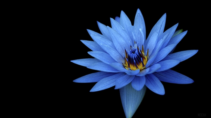 Sony Xperia Z Stock Blue Flower