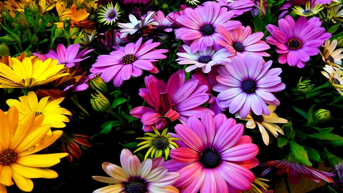 Purple Yellow Daisy Flowers
