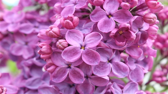 Purple Lilac Flowers