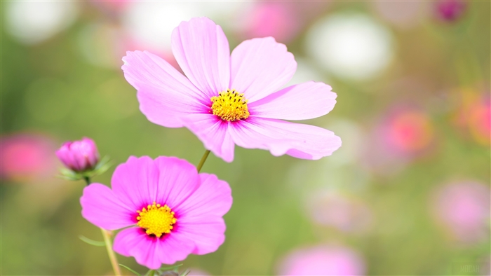 Pink Cosmos Flowers in Bloom 4K
