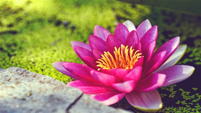 Pink Water Lily Flower