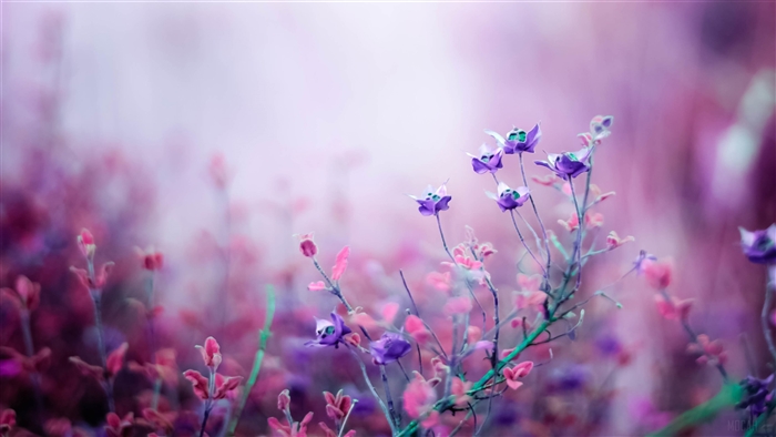 Purple and Pink Flowers in Soft Focus 4K