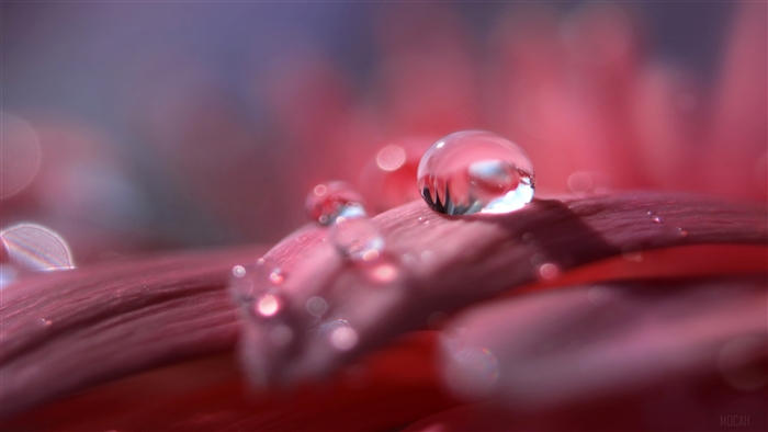 Macro shot of water droplets on a red flower petal