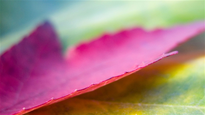 Close-up of a pink maple leaf