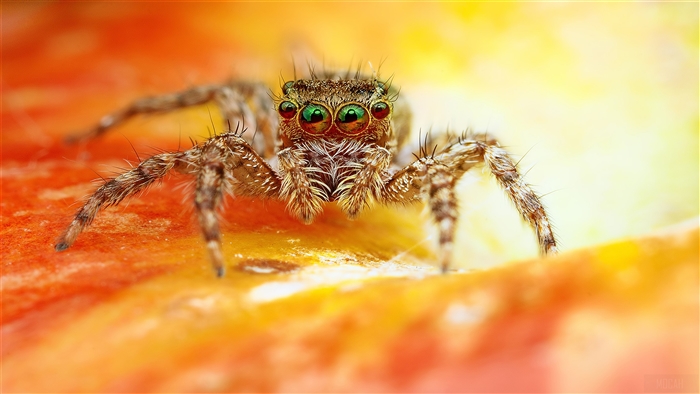 Scary Spider