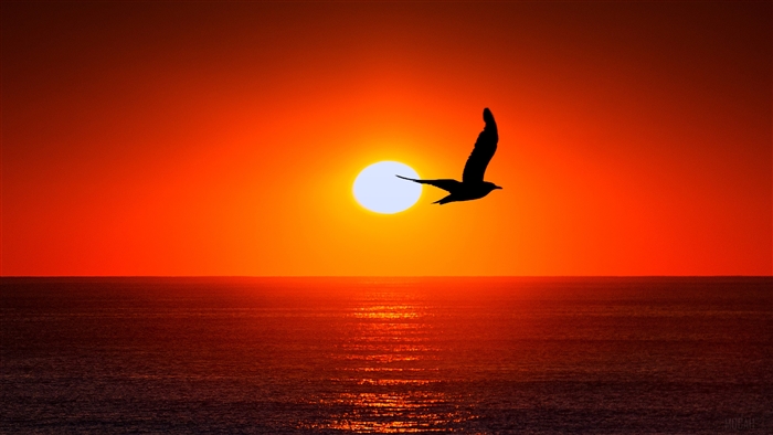 Sunset Silhouette of Bird Over Sea 4K