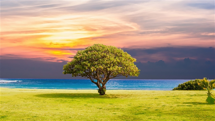 Tree on a grassy field by the ocean at sunset 4K