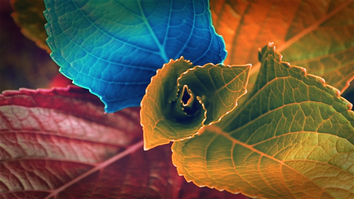Colors of Leaves