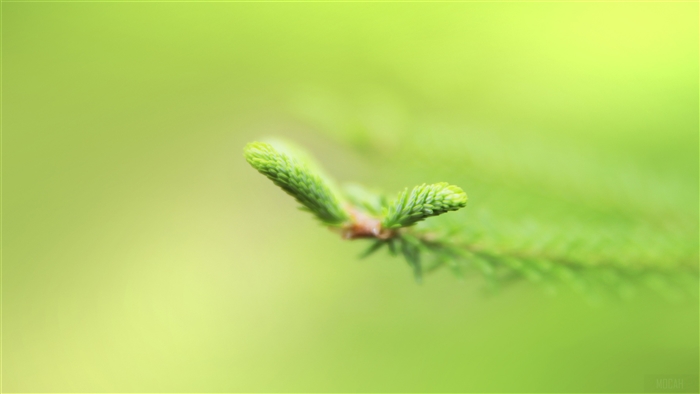 Fresh Green Pine Needles 4K