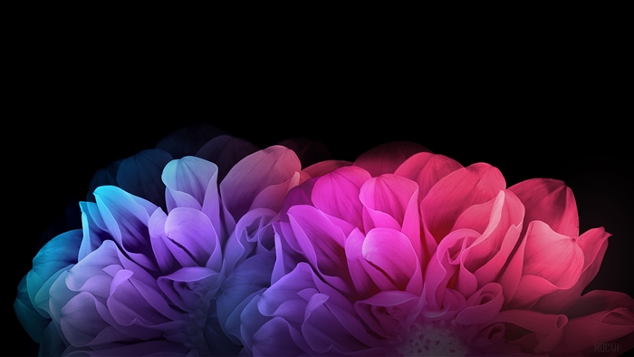 Colorful Floral Bloom with Dark Background 4K