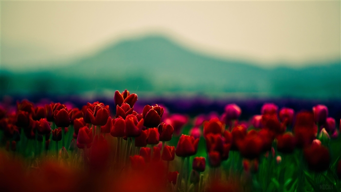 Red Tulip Buds in a Field 4K