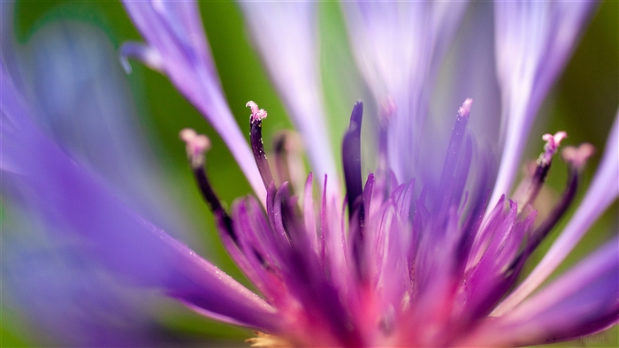 Close-up of a purple flower with green background 4K