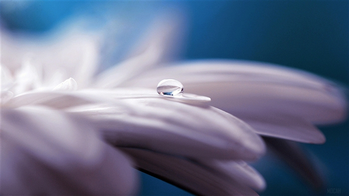 Water drop on a white flower petal, 4K