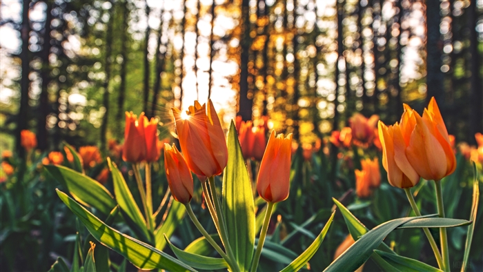 Orange Tulips in Forest at Sunset 4K