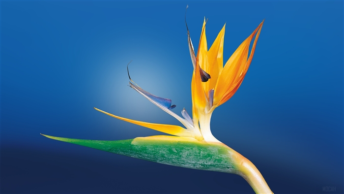Bird of Paradise Flower