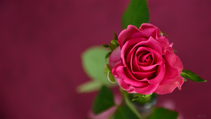 Pink Rose 4K