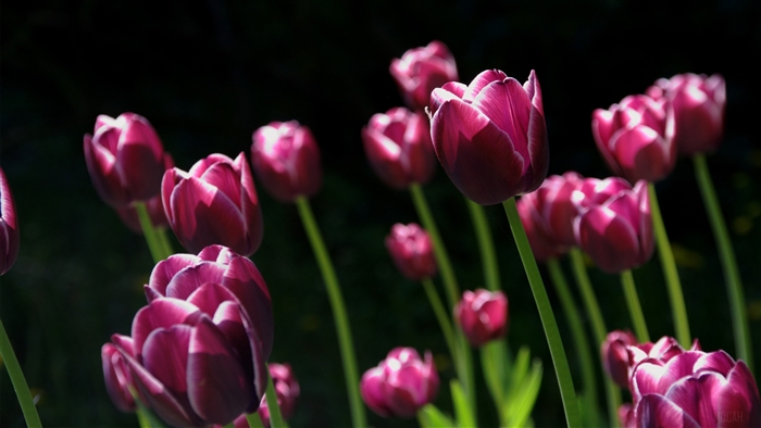 Spring Pink Tulips