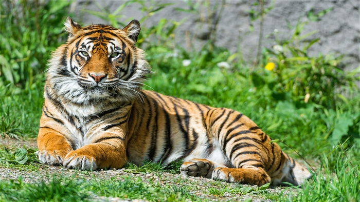 Sumatran Tigress